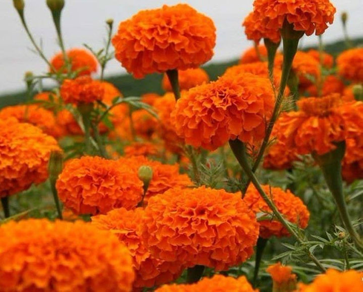 Orange Aztec flower seeds