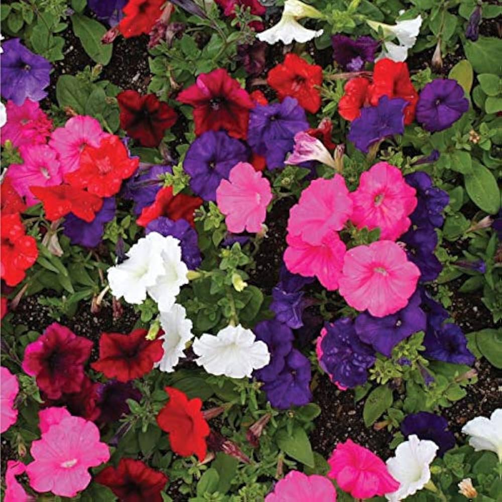 Candypops Concord flower seeds