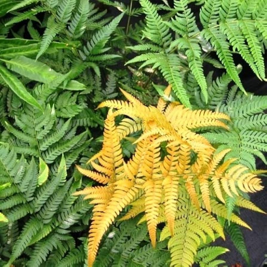 Yellow Fern flower seeds