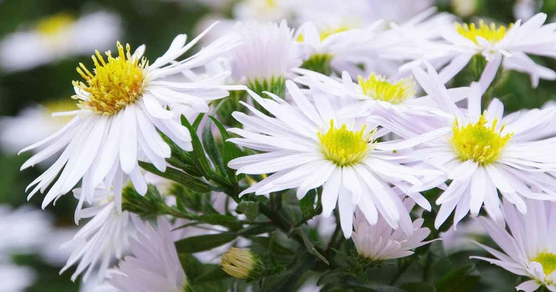 Aster flower seeds