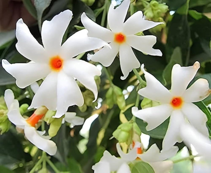 Coral Jasmine flower seeds