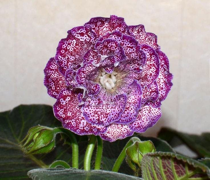 Burgundy Gloxinia flower seeds