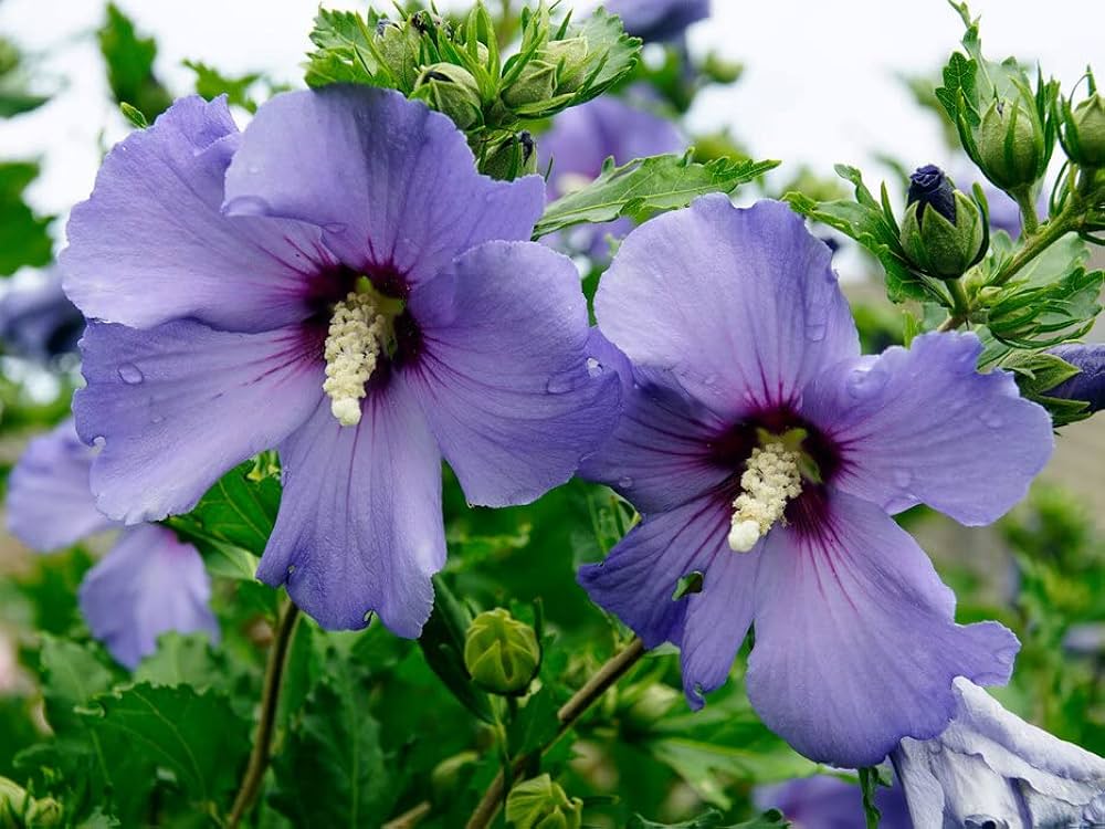 Sharon Hibiscus flower seeds