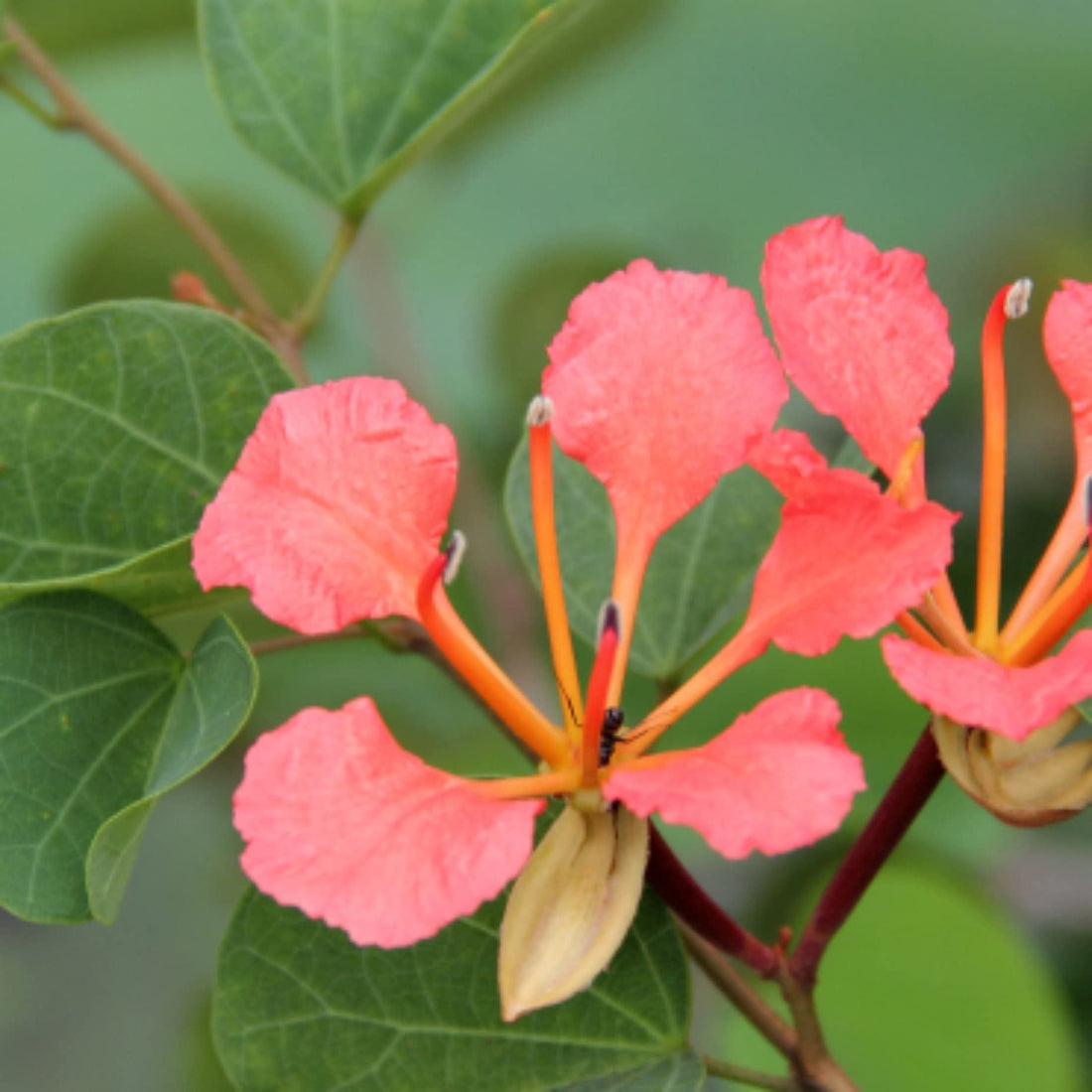 Bauhinia Galpinii flower seeds