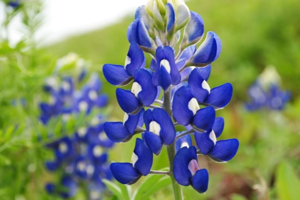 Bluebonnet flower seeds