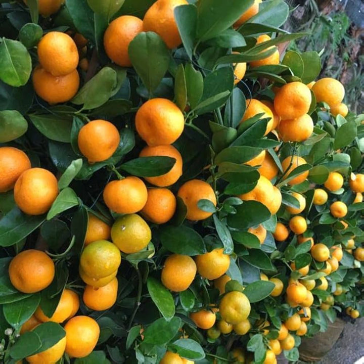 Miniature Orange Tree Seeds for Planting – Citrus Tree for Home Gardens & Containers