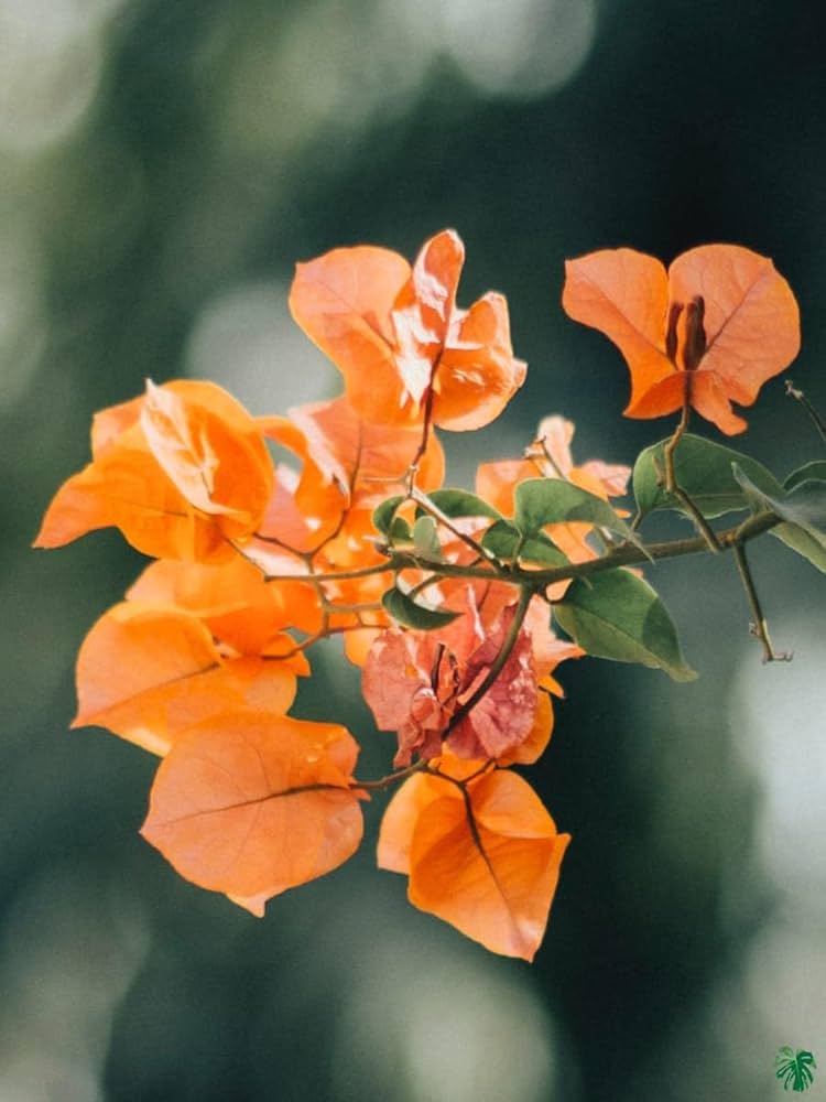 Orange Bougainvillea flower seeds