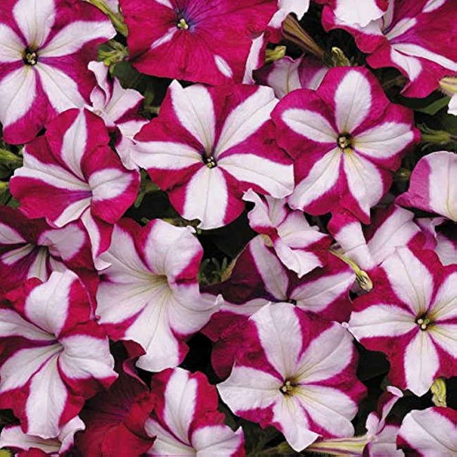 Star Burgundy flower seeds