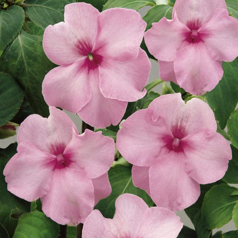 Impatiens flower seeds