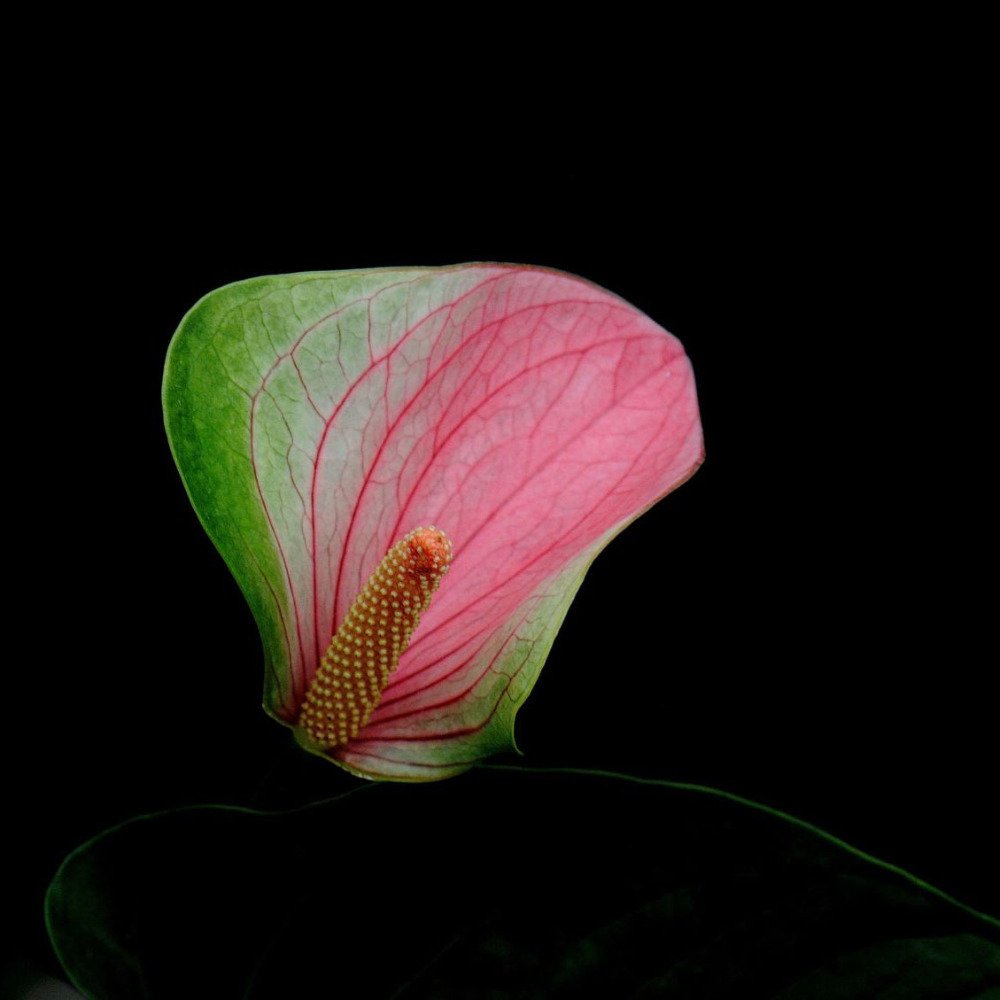 Anthurium Andraeanu flower seeds