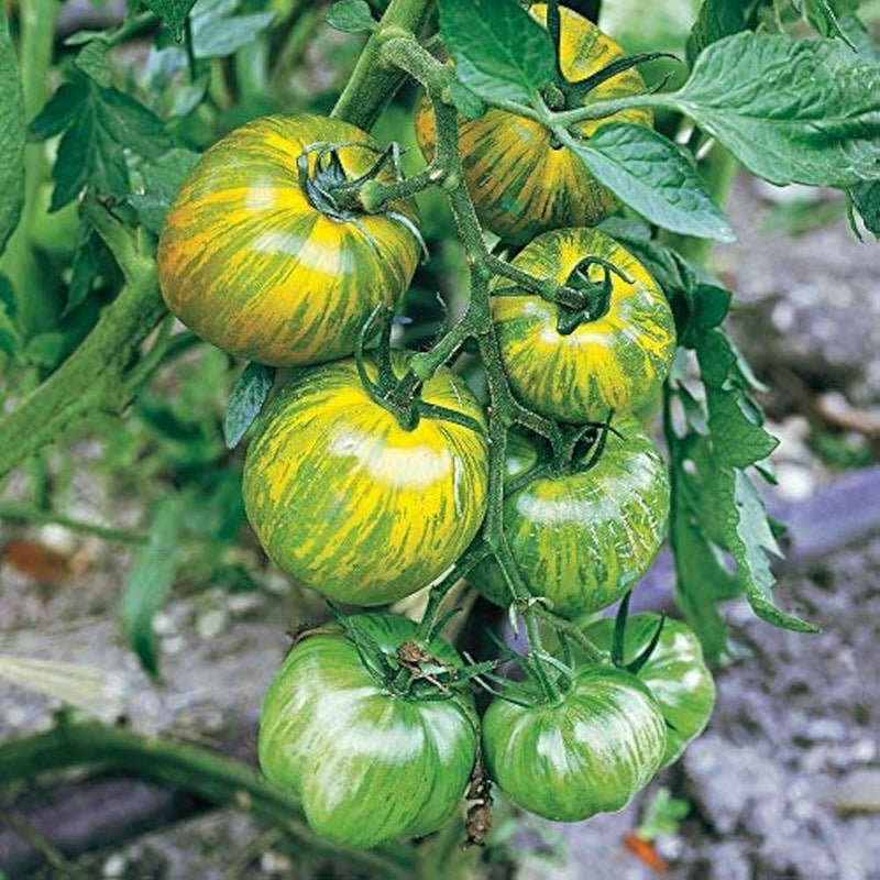 Green Zebra Tomato Vegetable Seeds for Planting – Heirloom Non-GMO Garden Seeds