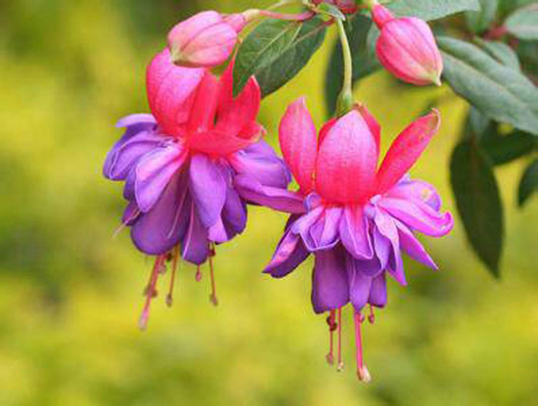 Fuchsia flower seeds