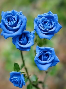 Blue Germany flower seeds