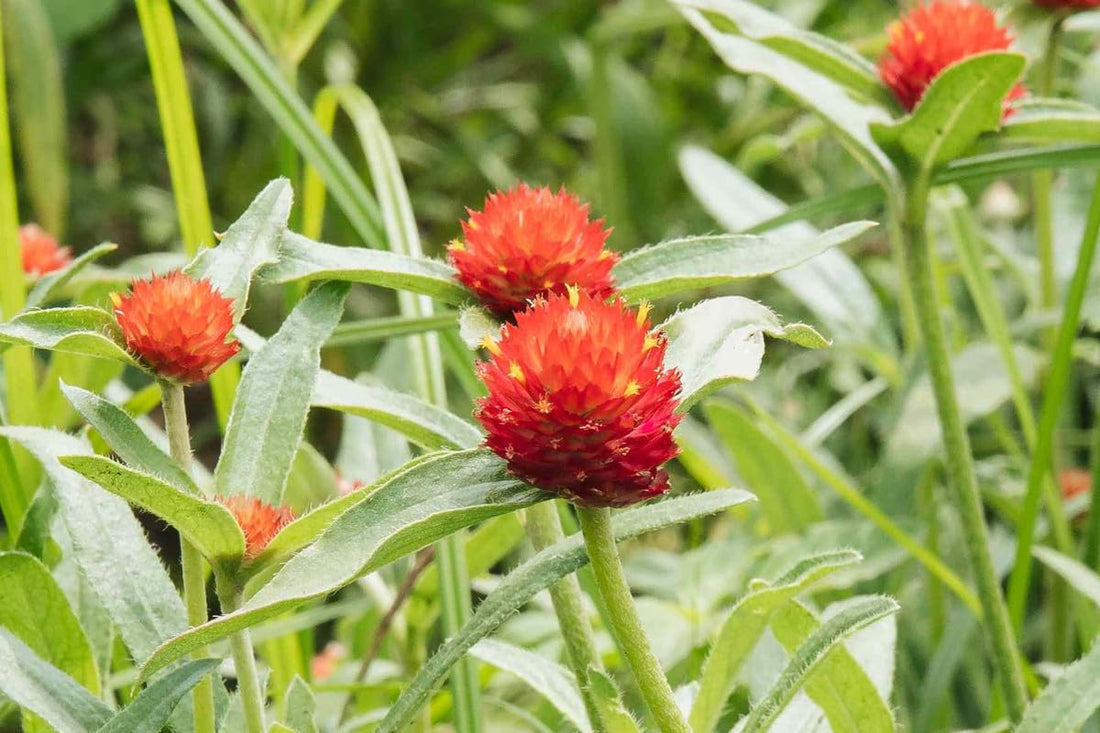 Rose Gomphrena flower seeds