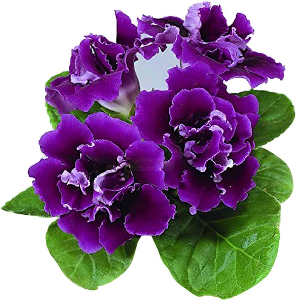 Violet Gloxinia flower seeds
