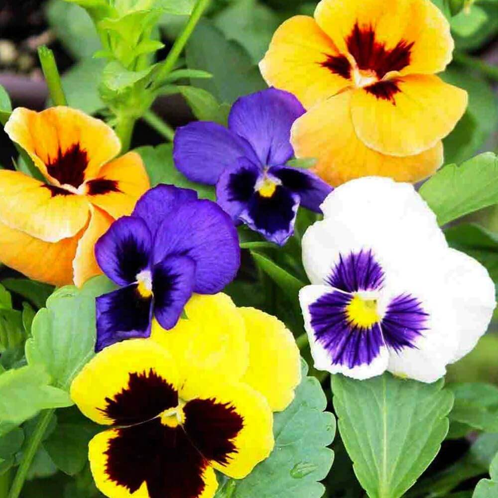 Riesen Mix Pansy plant
