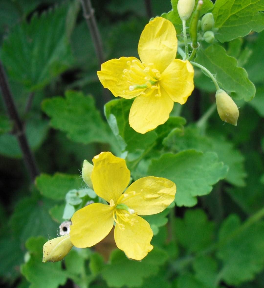 Chelidonium Celandine flower seeds