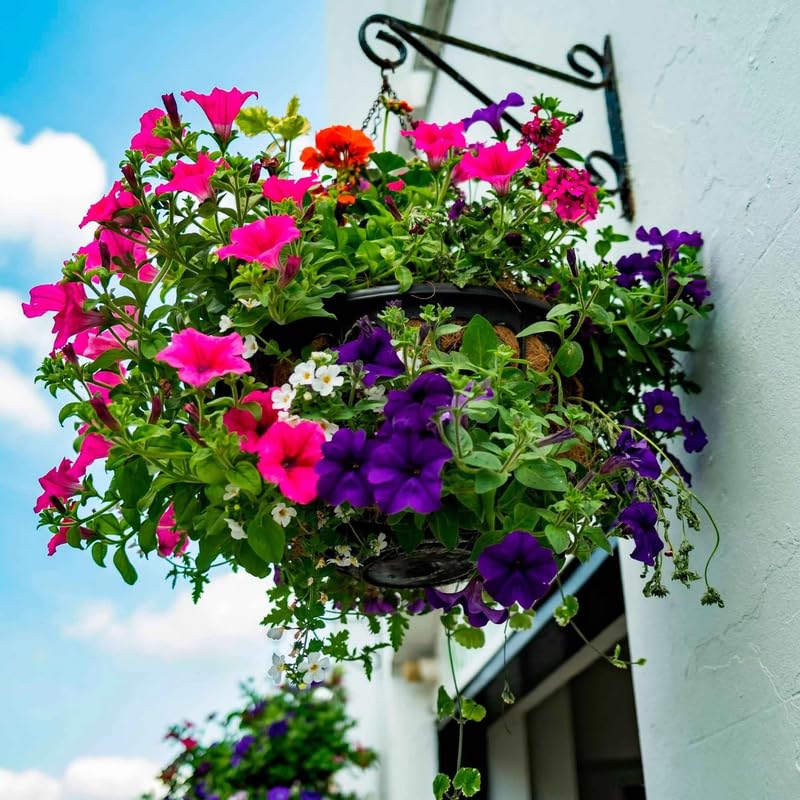 Mexican Pansy flower seeds