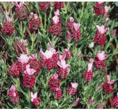Red Lavender flower seeds