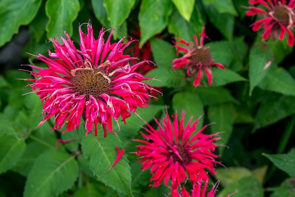 Pink Wild flower seeds