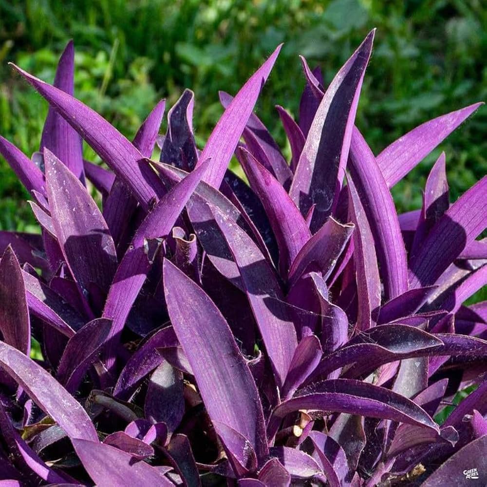 Setcreasea Plant flower seeds