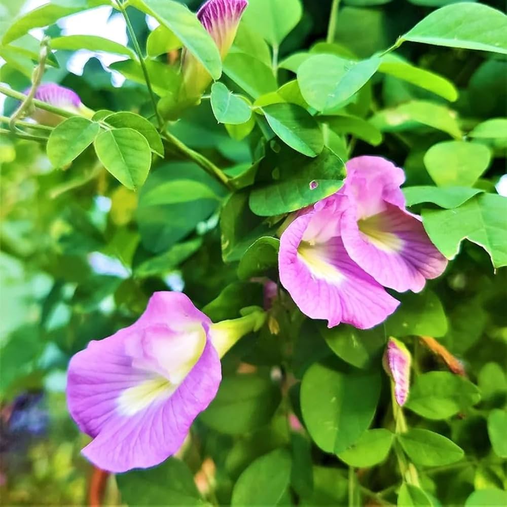 Fresh Clitoria flower seeds