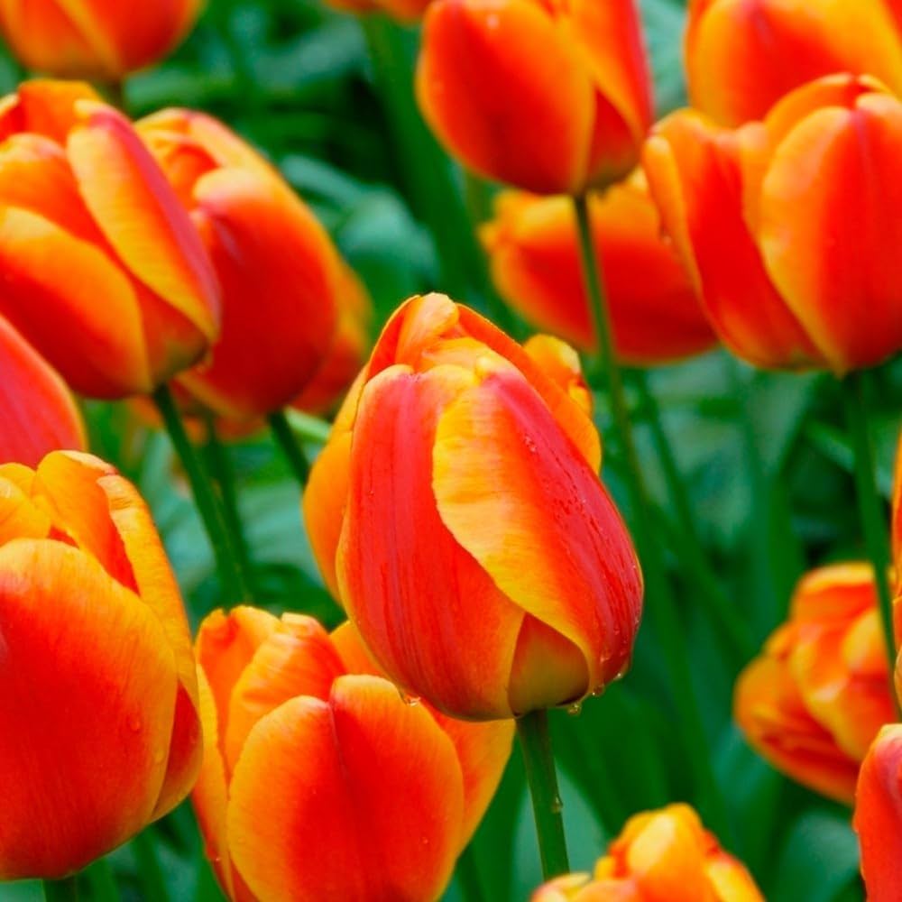 Orange Tulip flower seeds