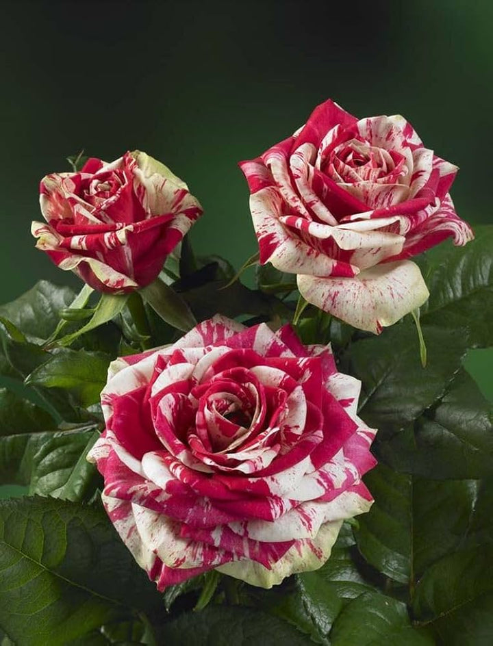 Maroon Cream flower seeds