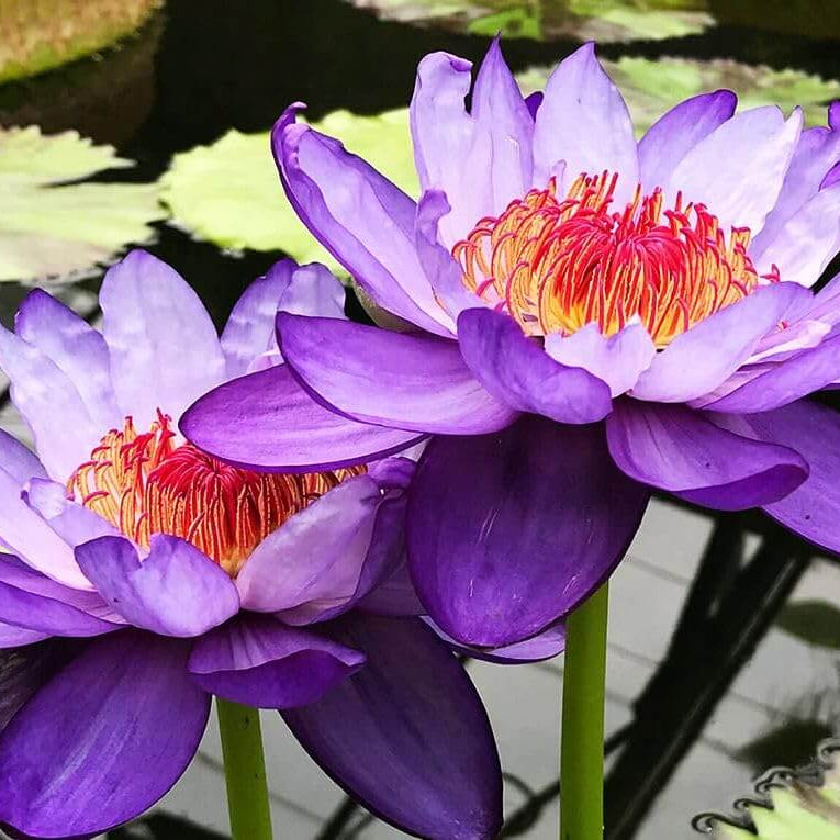 Purple Aquatic Lotus plant