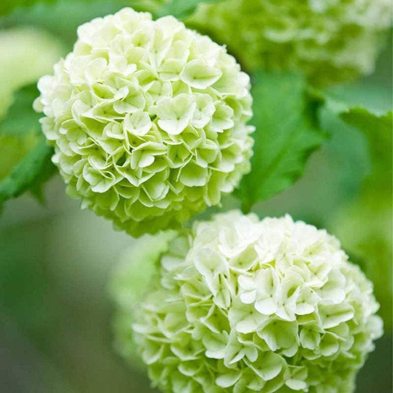 Hydrangea Flower Seeds for Planting – Heirloom Non-GMO Garden Seeds