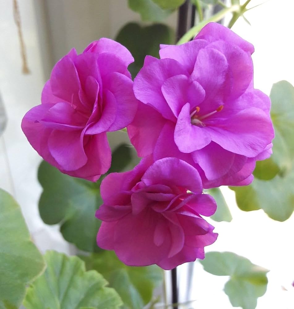 Violet Pink flower seeds