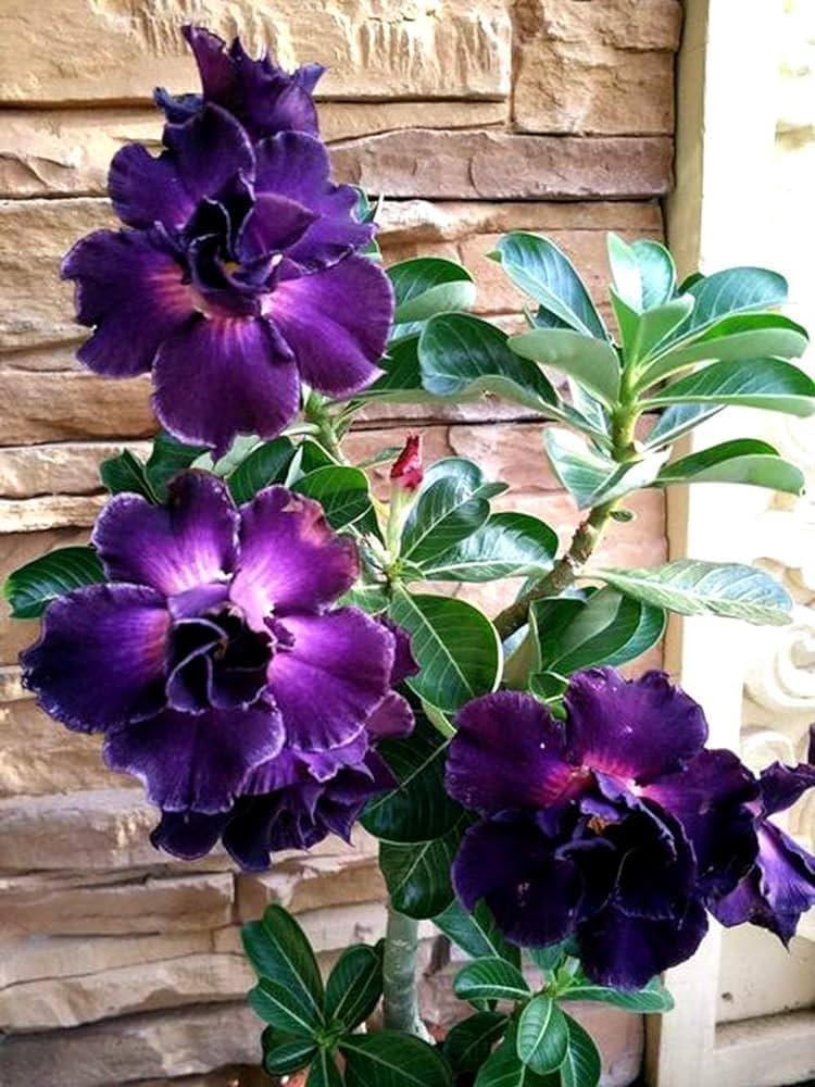 Blue Purple flower seeds