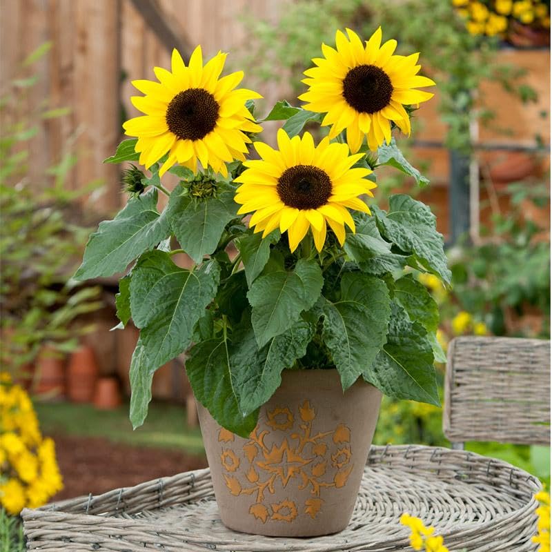 Mini Sunflower flower seeds