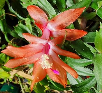 Christmas Cactus flower seeds
