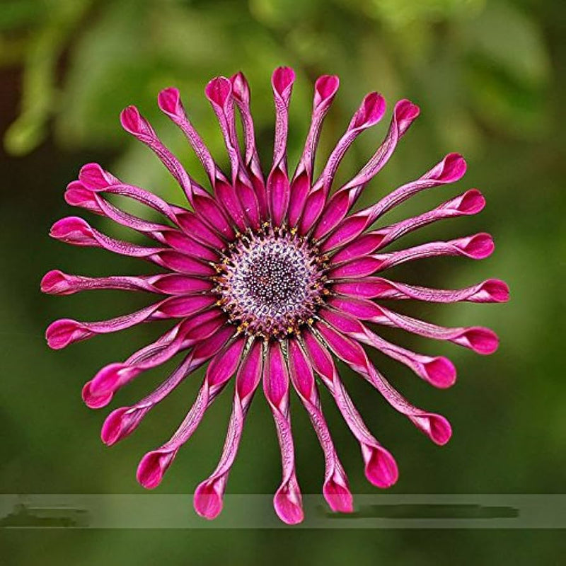 Spider Chrysanthemum Flower Seeds for Planting – Heirloom Non-GMO Garden Seeds