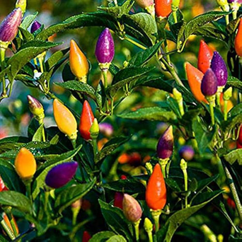 Melrose Pepper Vegetable Seeds for Planting – Heirloom Non-GMO Garden Seeds