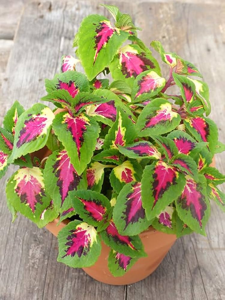 Coleus Jazz flower seeds