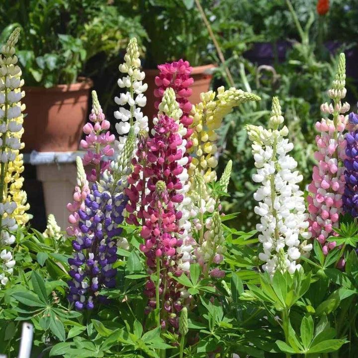 Castle Russell flower seeds