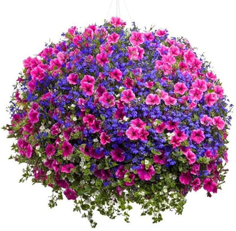 Hanging Petunia flower seeds