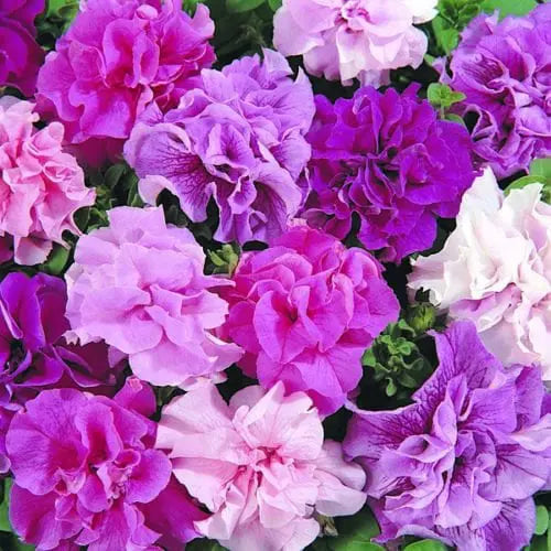 Burgundy Double flower seeds
