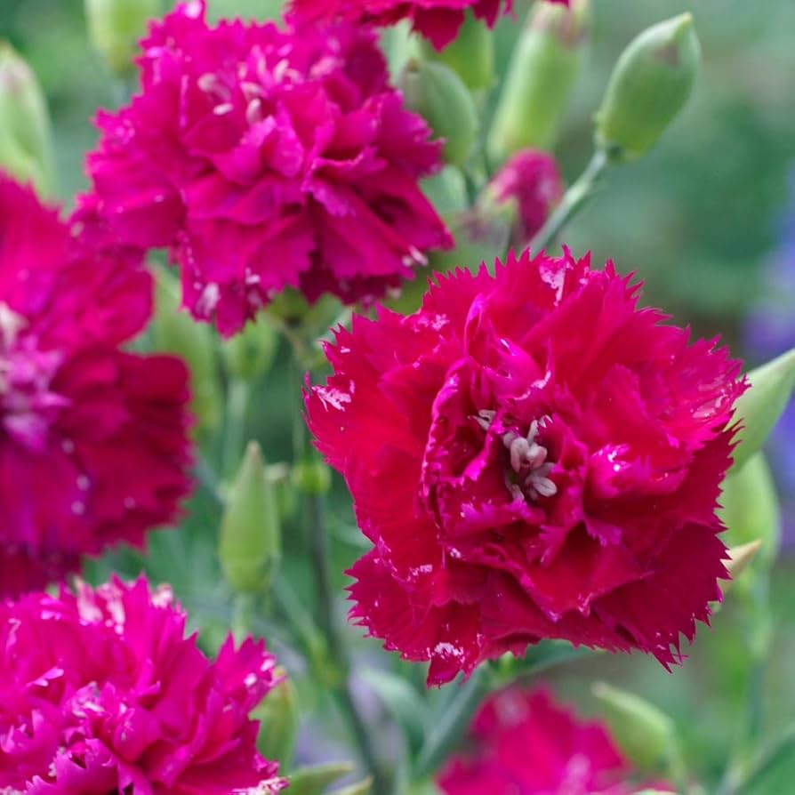Pink Carnations flower seeds