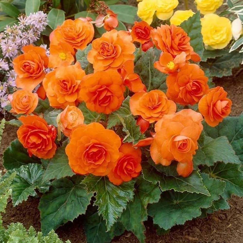 Begonia flower seeds
