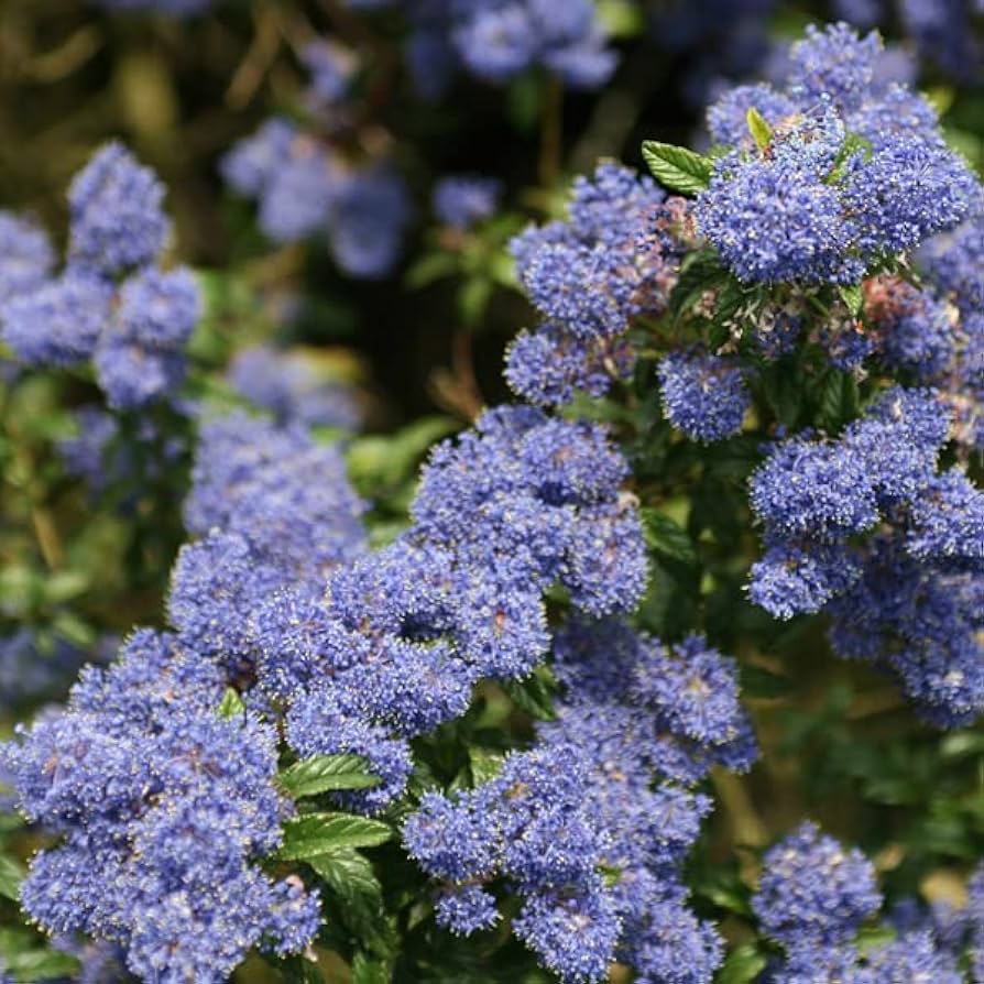 Integerrimus flower seeds