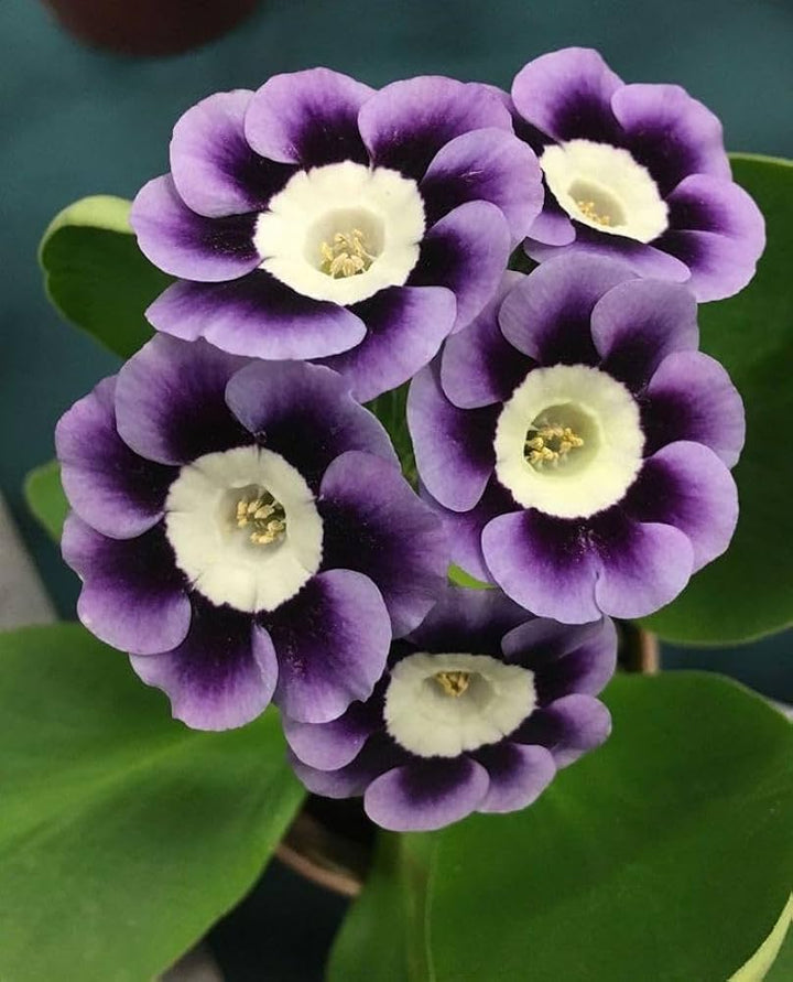 Violet Primrose flower seeds