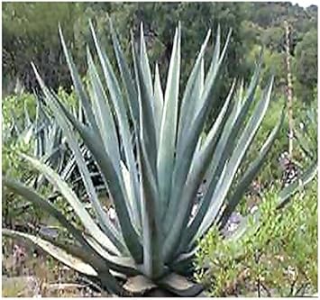 Green Agave flower seeds
