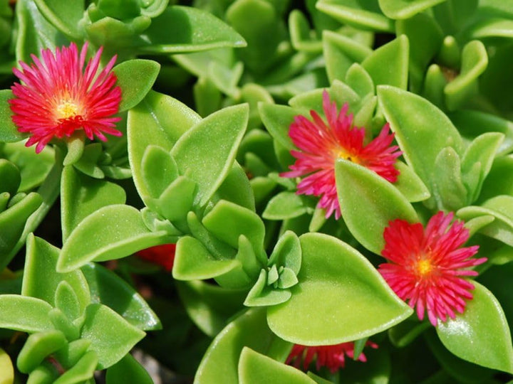 Aptenia Cordifolia flower seeds