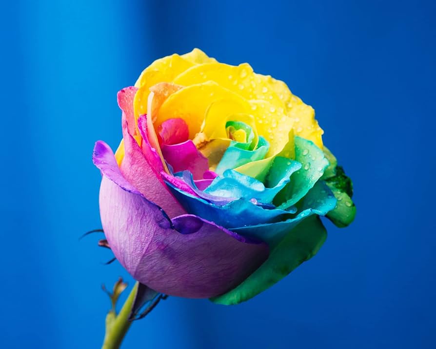 Rosen Mischsaatgut flower seeds