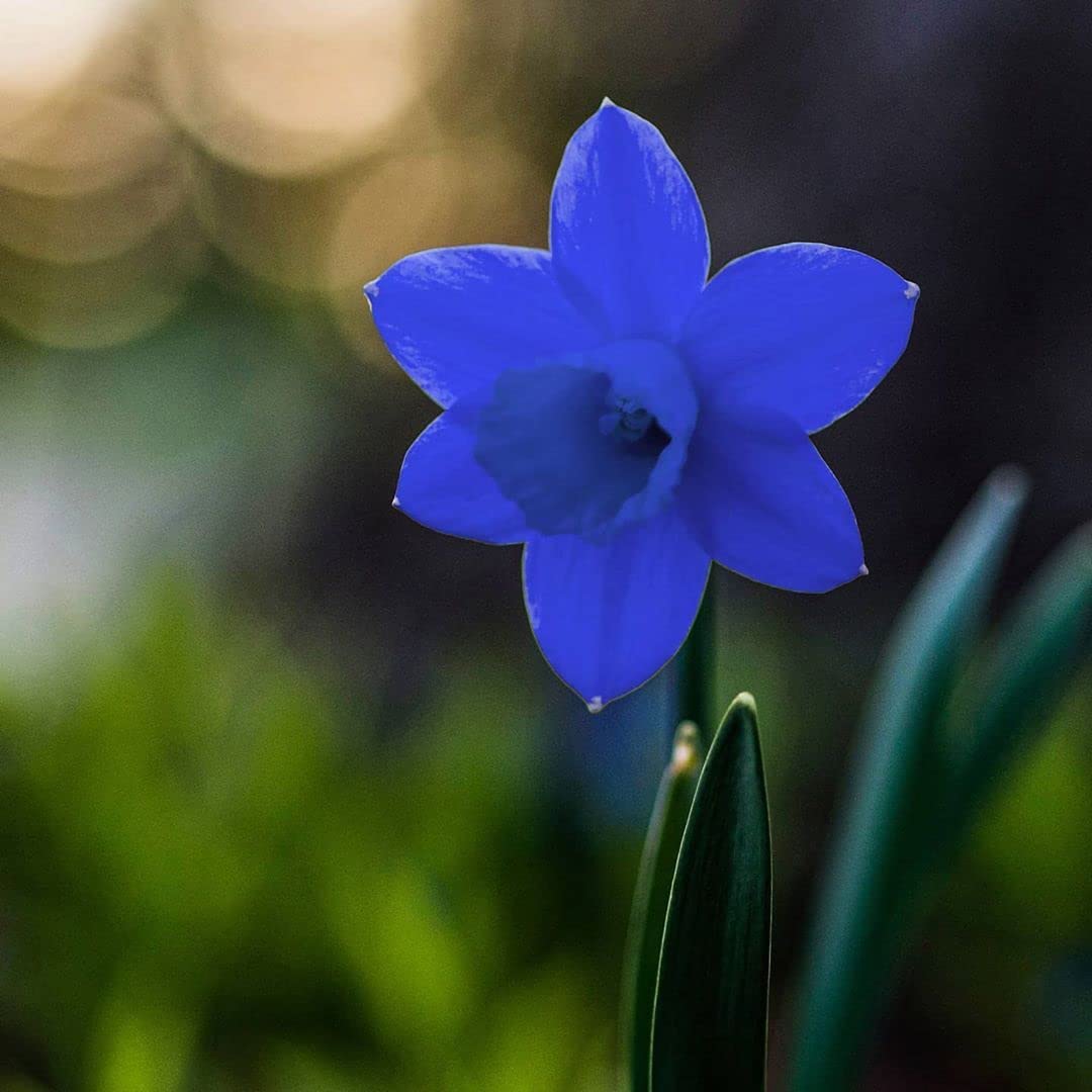 Blue Daffodils flower seeds