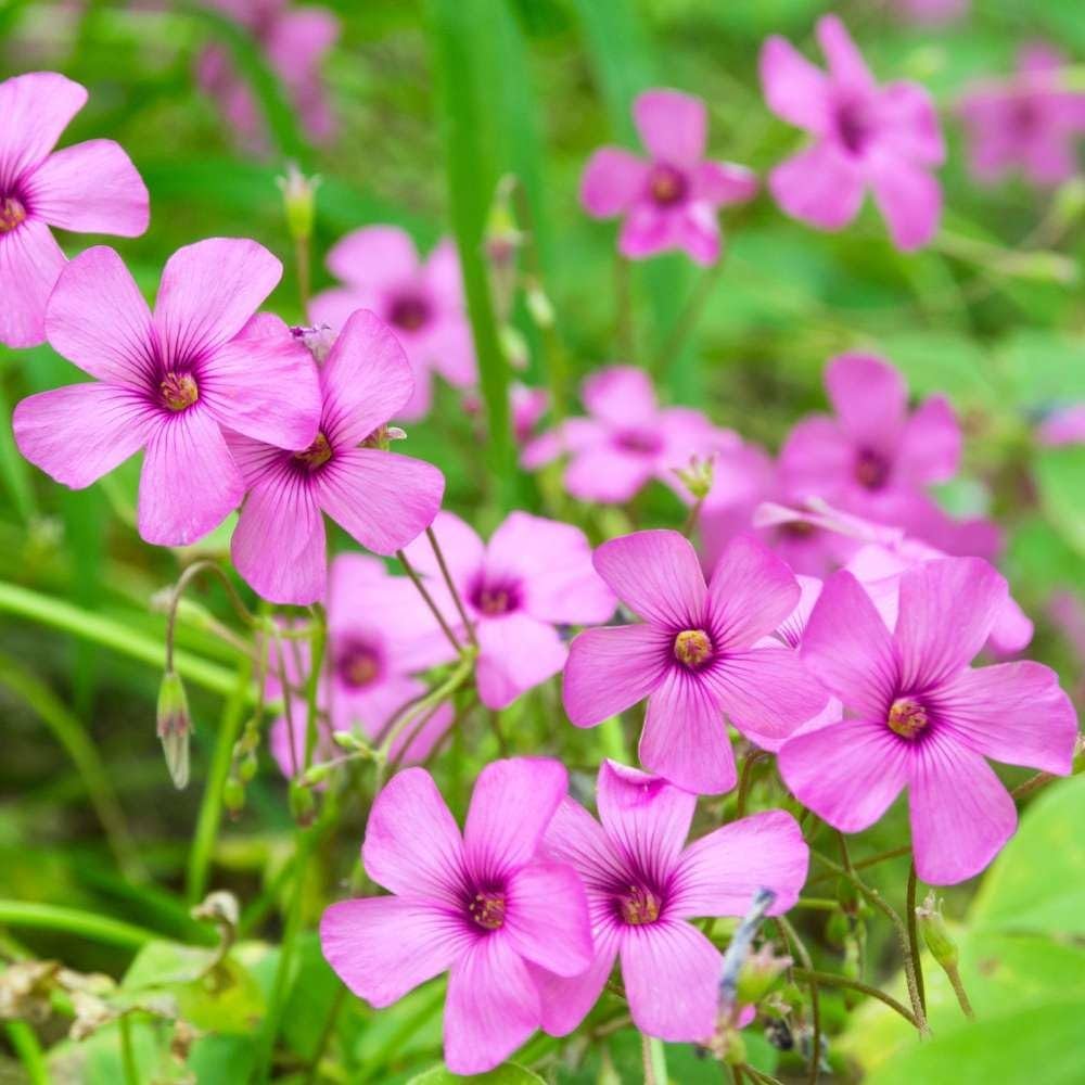 Magenta flower seeds