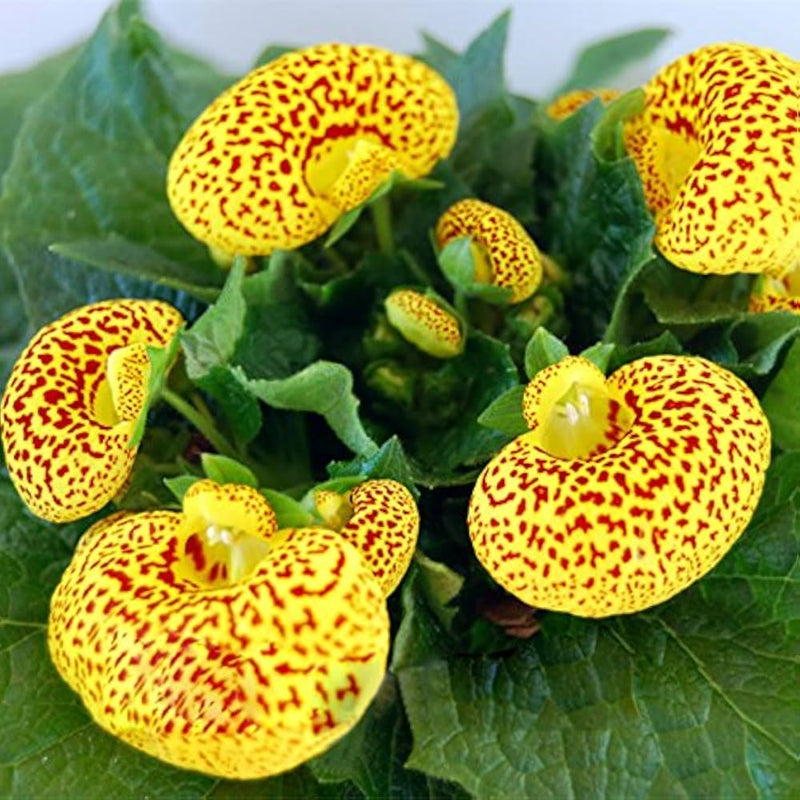 Calceolaria Flower Seeds for Planting – Heirloom Non-GMO Garden Seeds